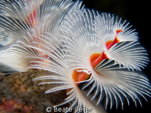 X-mas tree worm by Beate Seiler 